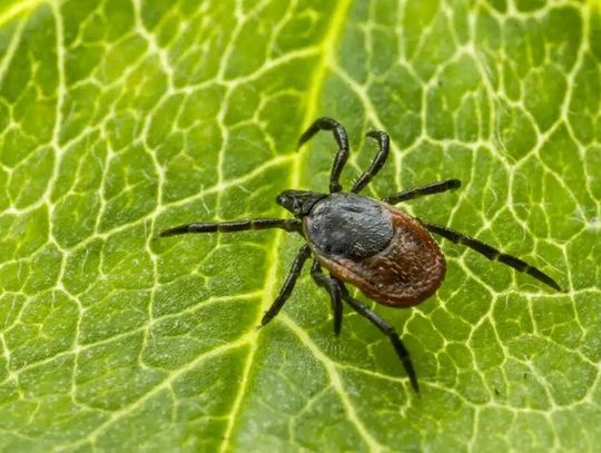 Plaga kleszczy w czterech województwach – 60-70% zakażonych