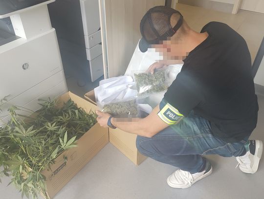 Policja zlikwidowała dwie plantacje i zabezpieczyła prawie 4 kg narkotyków