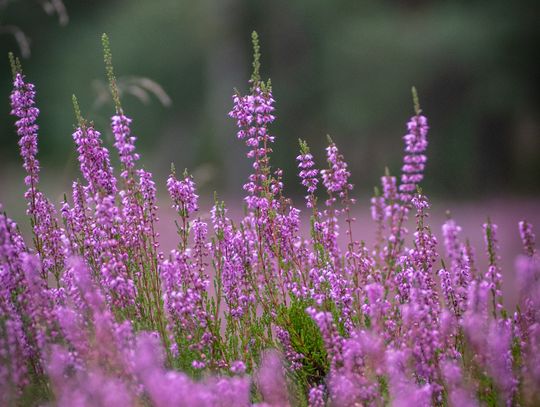 Przyroda zwalnia, w lesie nastaje cisza... Jesień pokazuje swoje uroki