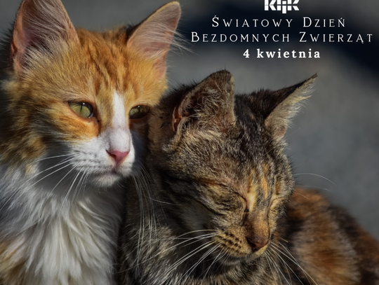 Światowy Dzień Bezdomnych Zwierząt: Walka o Lepsze Życie dla Naszych Najsłabszych Przyjaciół