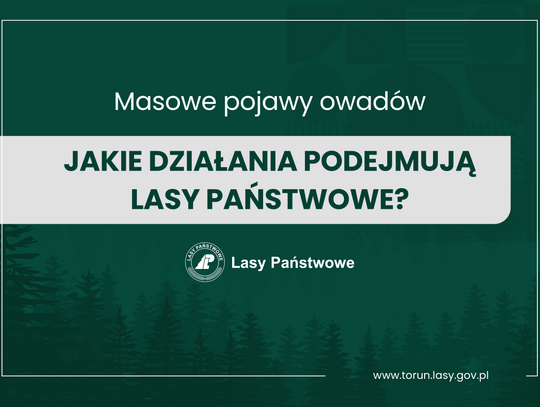 Utrzymanie trwałości lasów. Jak Lasy Państwowe reagują na masowe pojawy owadów?