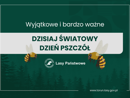 Ważne i wyjątkowe. Pszczoły znaczą więcej niż myślisz