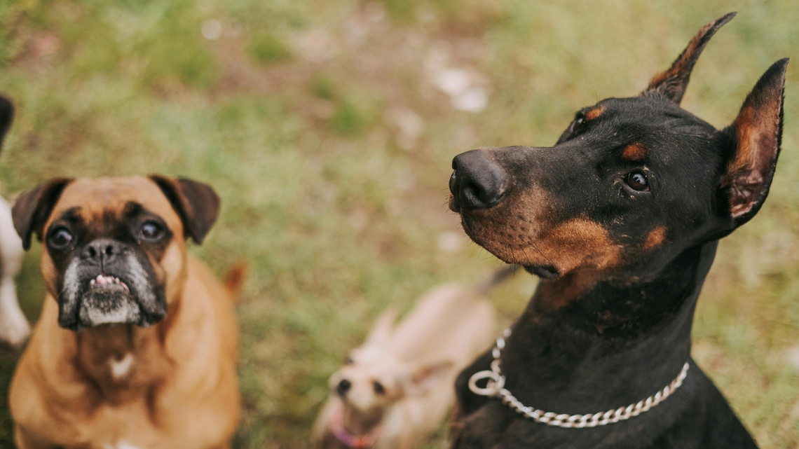 Obowiązkowe OC dla właścicieli psów Obowiązkowe OC dla właścicieli psów