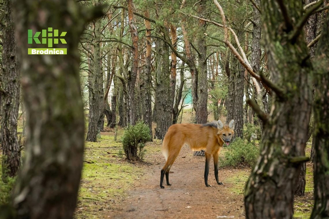 Sensacja to mało powiedziane. Pampasowiec w lasach pod Brodnicą! [ZDJĘCIE]