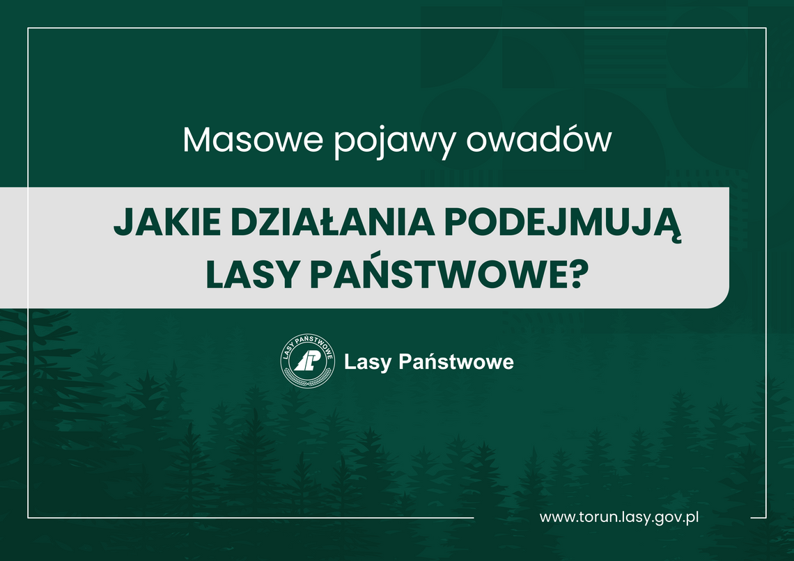 Utrzymanie trwałości lasów. Jak Lasy Państwowe reagują na masowe pojawy owadów?