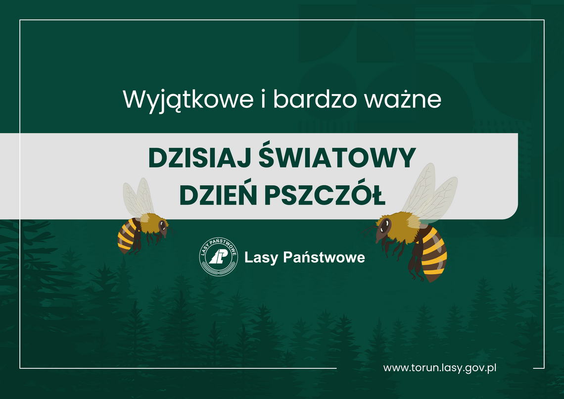 Ważne i wyjątkowe. Pszczoły znaczą więcej niż myślisz